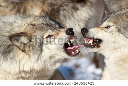 grays wolves fighting