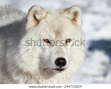 face of arctic wolf in nature