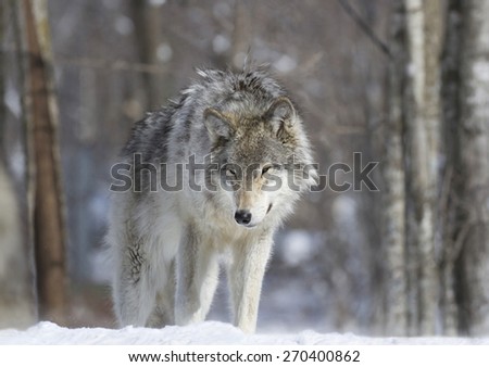 wolf in forest during winter