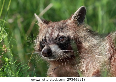 face of raccoon in nature