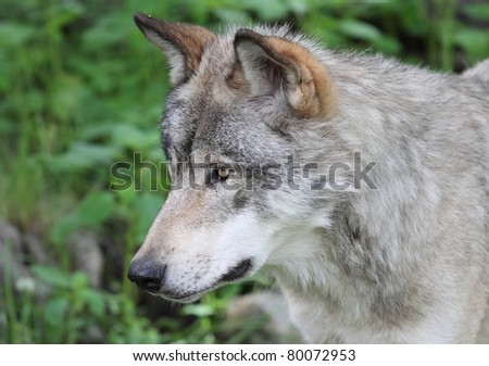 face of wolf