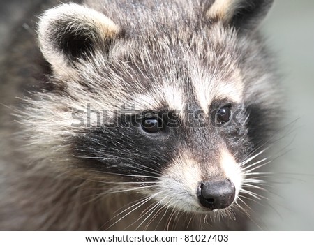 face of raccoon