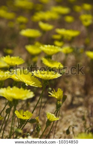Desert Dandelion, Wild flowers. Anza-Borrego Desert state park. California