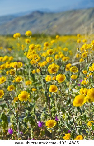 Desert sunflowers. Wild flowers. Anza-Borrego Desert state park. California