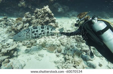 recreational diving in the great barrier reef. Queensland Australia