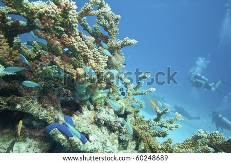 Great barrier reef