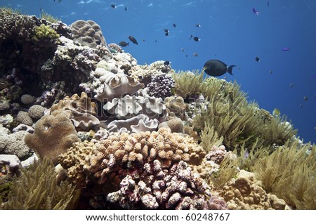 Tropical underwater scenery, Great barrier reef