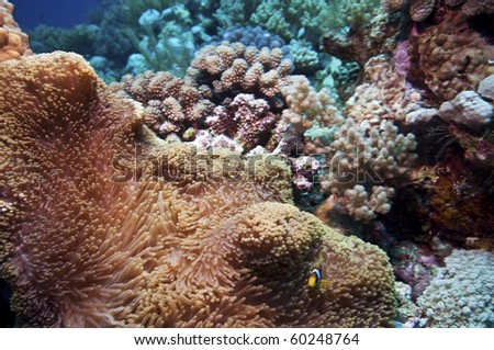 anemone fish, great barrier reef, queensland, australia