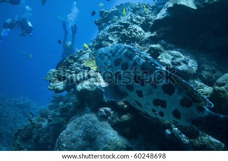 Giant potato cod at the Cod Hole on the great barrier reef, Queensland, Australia