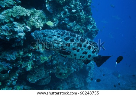 Giant potato cod at the Cod Hole on the great barrier reef, Queensland, Australia