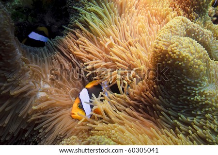 fish, great barrier reef,