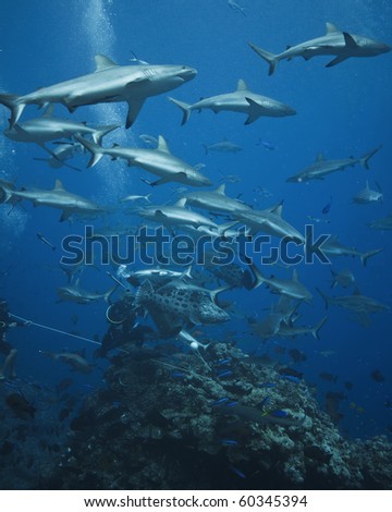 Shark Feed