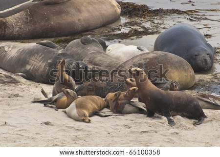 Sea lions and elephant seals on San Miguel Island, Channel Islands National Parks, California