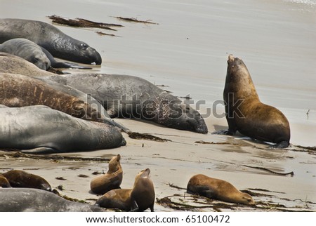 Sea lions and elephant seals on San Miguel Island, Channel Islands National Parks, California