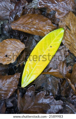 Yellow leaf isolated against brown decaying leaf litter in forest