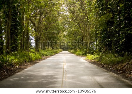 Sun-Dappled Highway through a lush tropical rainforest.