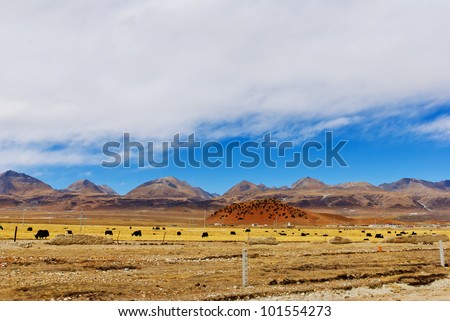 Mountain grasslands