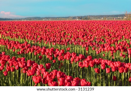 rows of red tulips in the morning sunshine