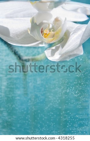 single orchid suspended in water - room for copy