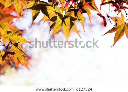 maple leaves form a border