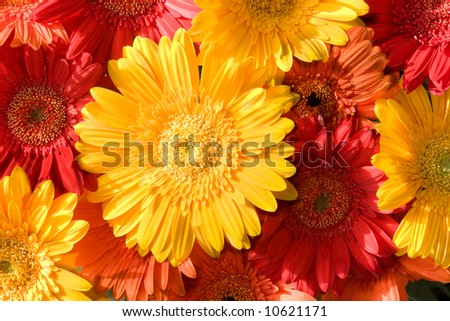 daisy carpet - red, yellow, orange gerbers in morning light