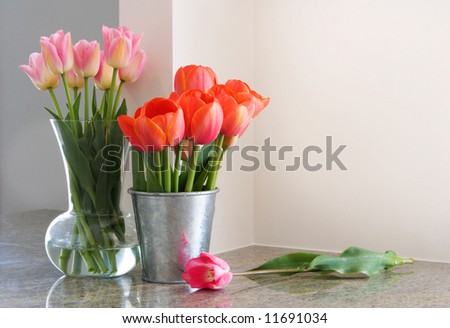 vases of tulips on kitchen countertop - room for copy