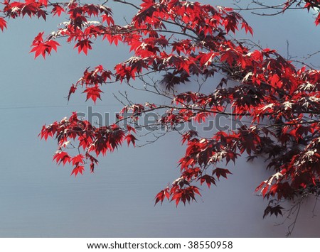red maple leaves and tree on blue background for fall