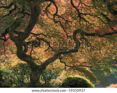 japanese maple tree types. japanese maple tree meaning.