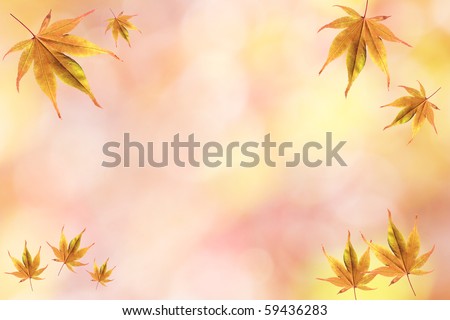 japanese maple leaves. with japanese maple leaves