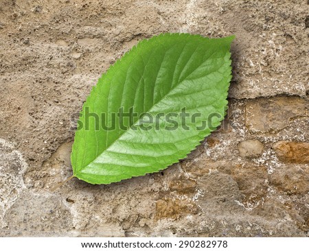 Green leaf lying on old stones . Natural and organic eco-friendly concept.
