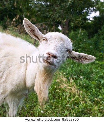 Funny goat on the green meadow