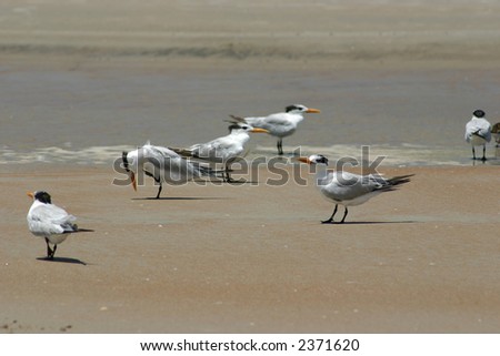 seabirds on Daytona Beach -  birds on the wet sand at the waters edge looking for food during low tide