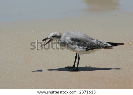 seabird on Daytona Beach - a bird runs along the wet sand at the waters edge looking for food during low tide