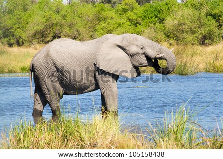 Elephant drinks from Khwai River in Botswana.