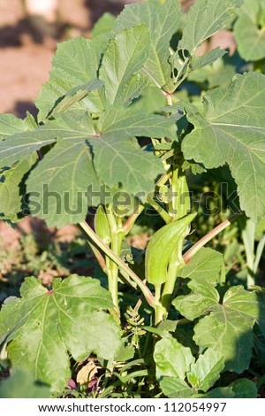 Young Okra Plant (Lady`s Finger) in Tanzania