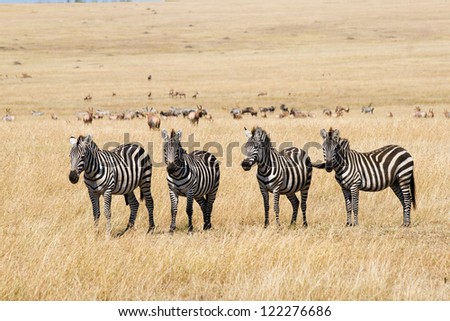 Plains zebra (Equus quagga) in Masai Mara National Reserve, Kenya