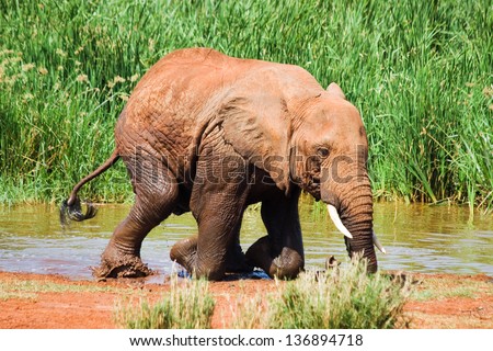 Elephant gets out of water and kneels down.