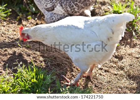 White hen and free range chicken