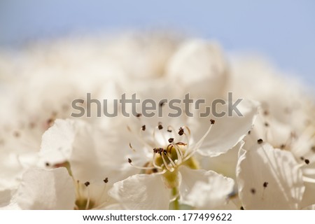 Macro shot of a flowering pear blossom on a blue background