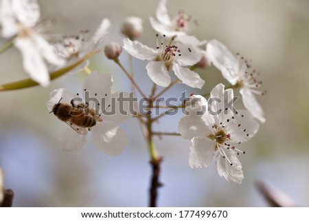 Bee pollinating flowering pear blossoms
