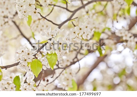 Shot of multiple flowering pear blossoms on a tree - early signs of spring