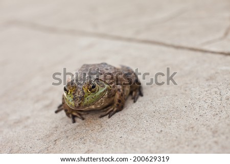Bull Frog sitting on a concrete driveway