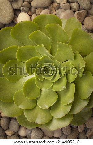 Close-up shot of a succulent plant on a bed of rocks