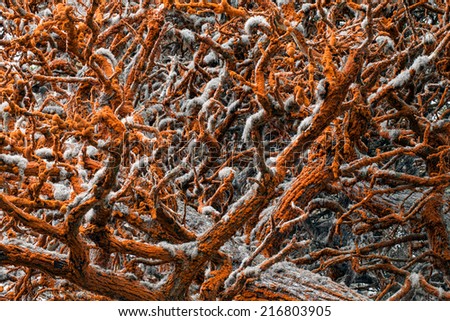 Fire and Ice - Red algae growing on white tree branches