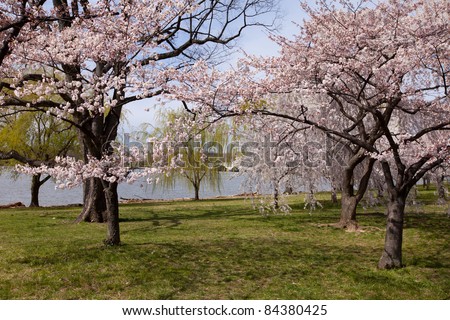Scenic view of the cherry blossom trees in Washington, DC