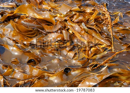 sheet of the sea kale on background of water