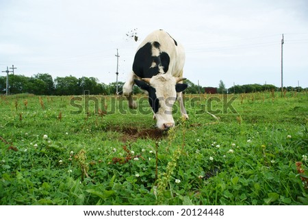 angry oxen digs ground a pasture its hoof