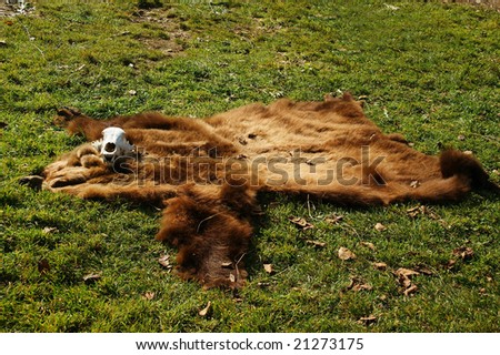 skin and skull bear on background of the green herb