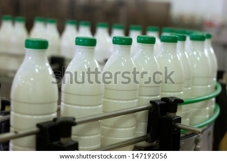 Dairy Plant. Conveyor with milk  bottles.