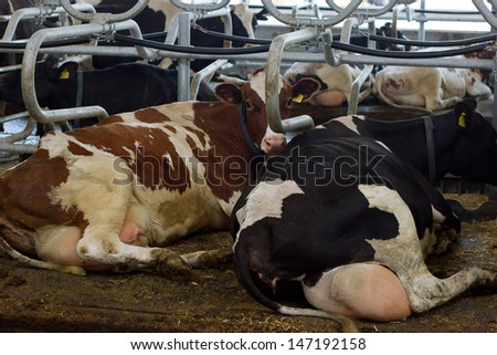 milch cows during milking at barn stall in farm